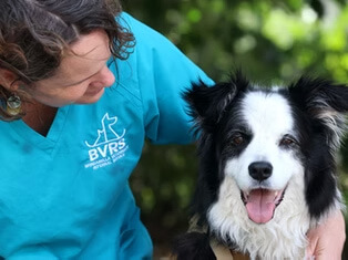 Veterinarian comforting a black and white dog during an examination