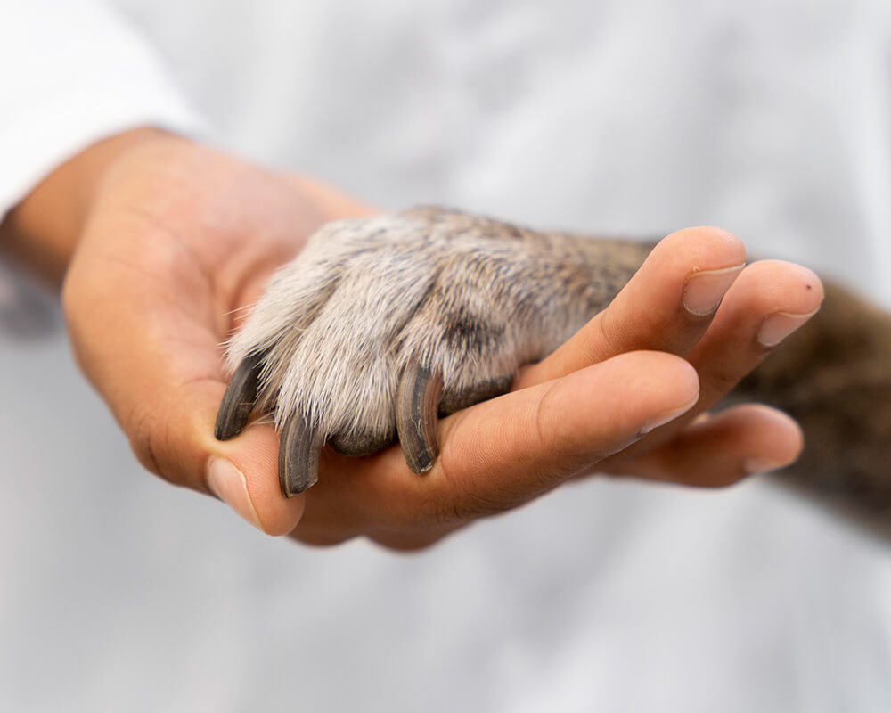 Close-up of a veterinarian holding a white dog’s paw