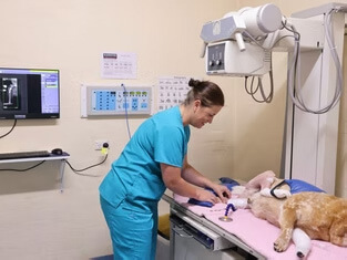 Veterinarian examining a dog in a treatment room