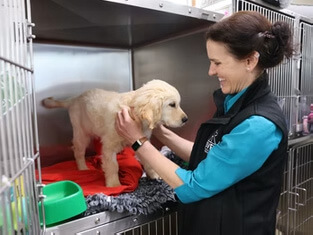 Golden-colored dog receiving rehabilitation therapy