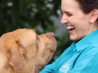 Golden-colored dog with veterinarian during a referral consultation