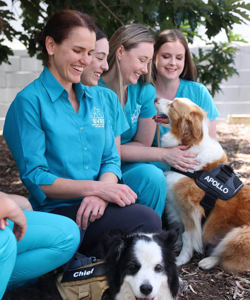 Veterinary referral team with dogs in the clinic