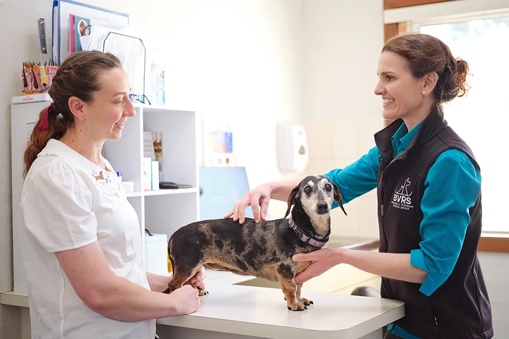 Vet with nurse and small dog