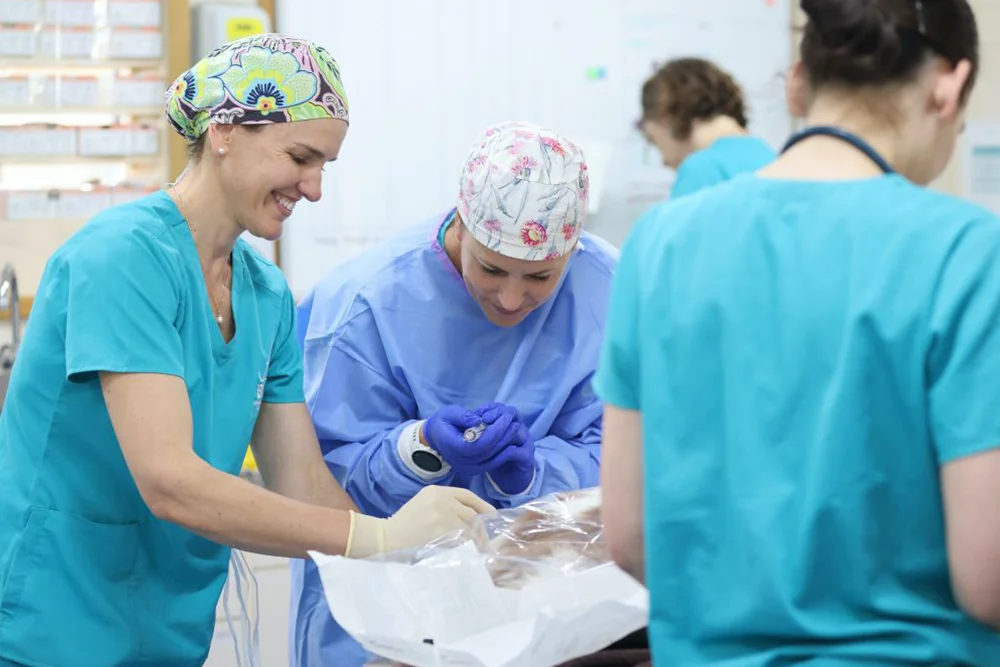 Surgery on a pet
