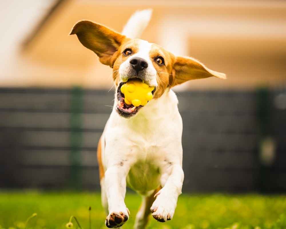 Beagle running with yellow ball.