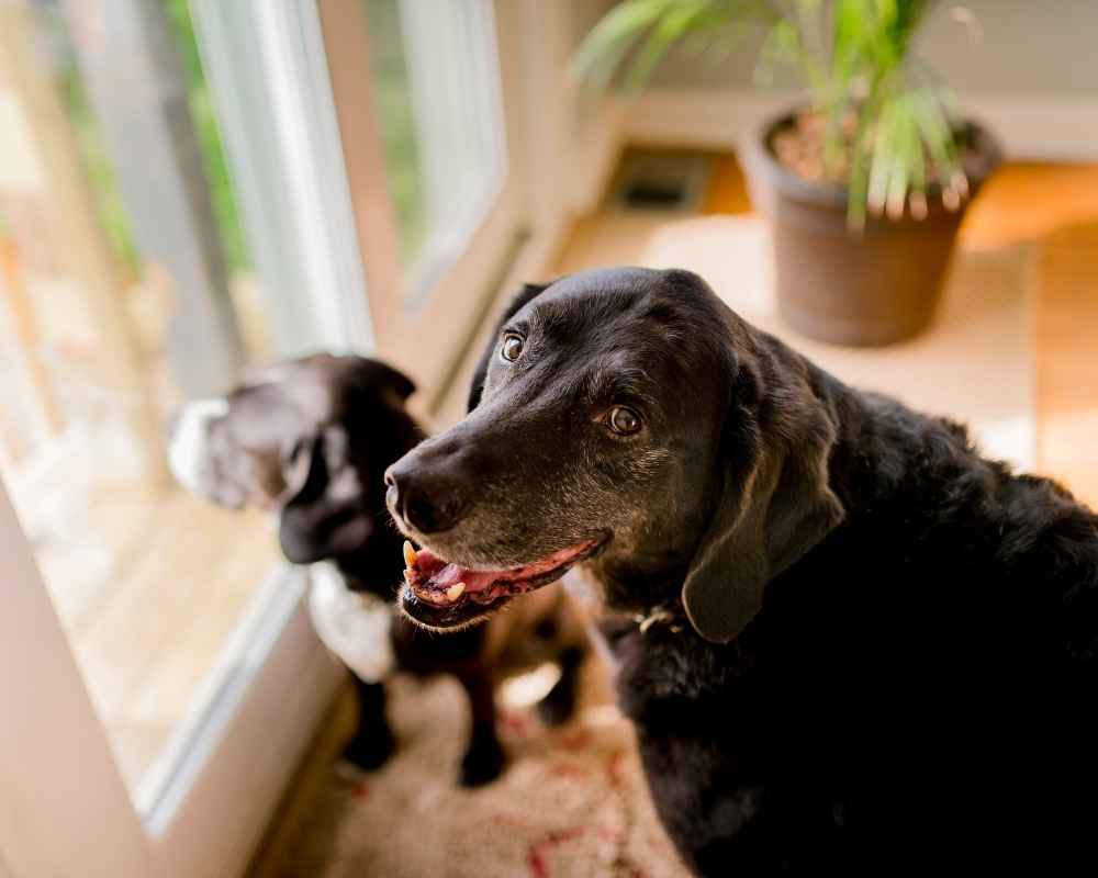 Black dog looking at camera