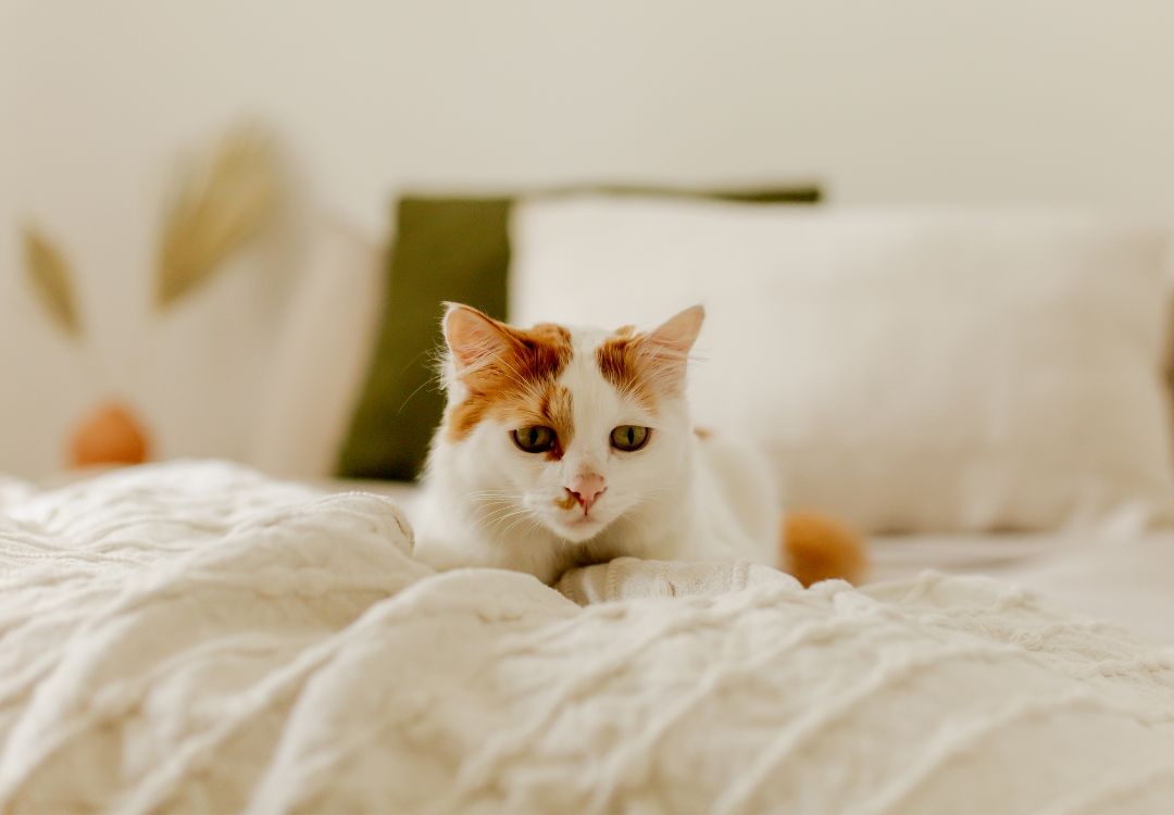 Cat resting on blanket