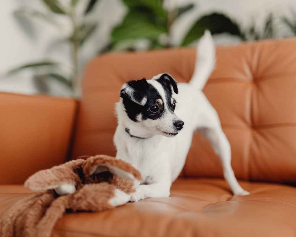 Dog on couch with toy