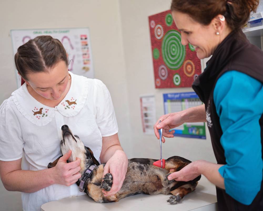 Dog vet exam reflex