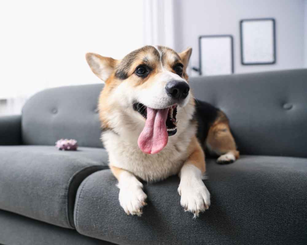 Happy Corgi dog on couch.