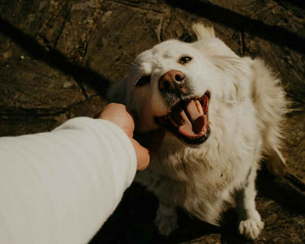 Happy white dog being petted