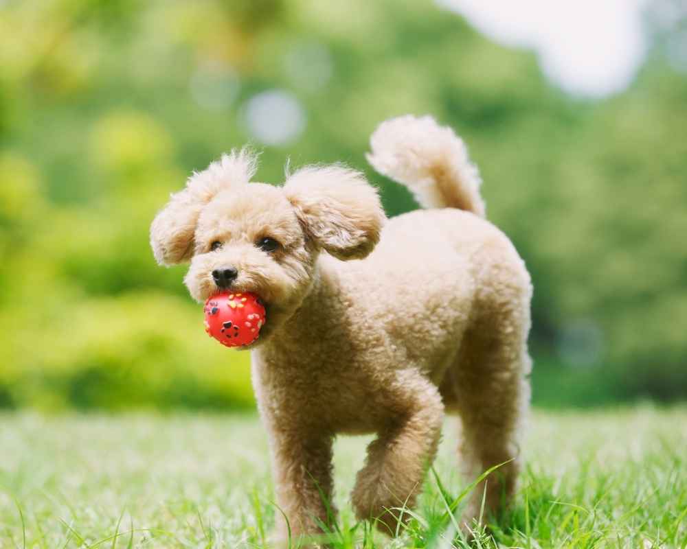 Poodle with red ball.
