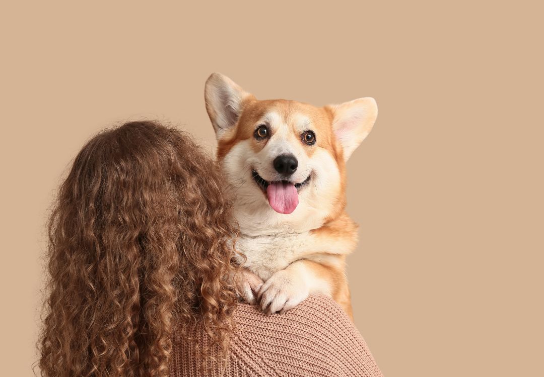 Smiling Corgi peeks over shoulder