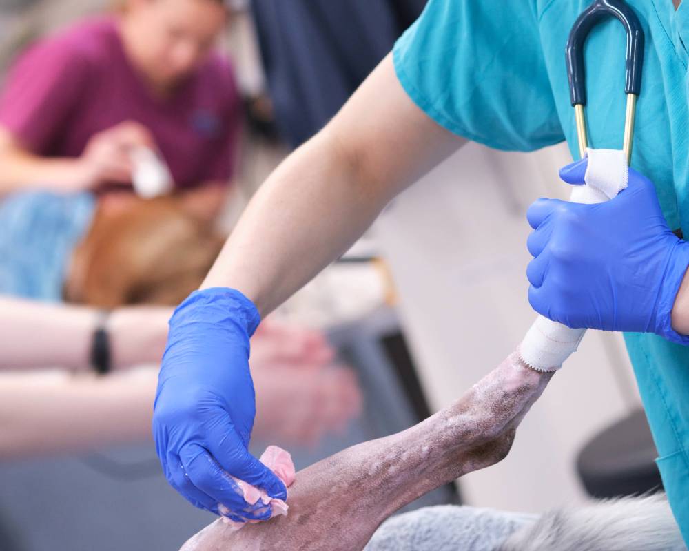 Vet prepping animal's leg.