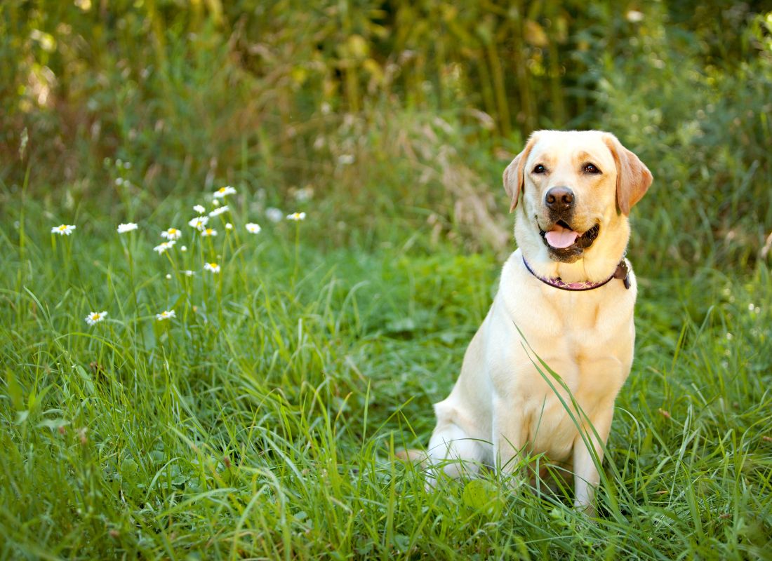 Yellow Labrador sitting in grass