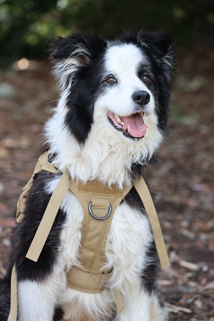 Happy black and white border collie wearing a tan harness outdoors.