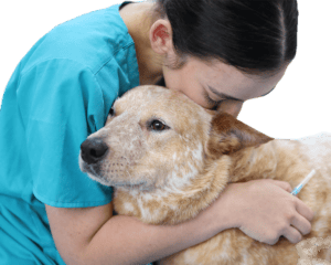 Veterinary team member gently comforting a red heeler during a procedure.
