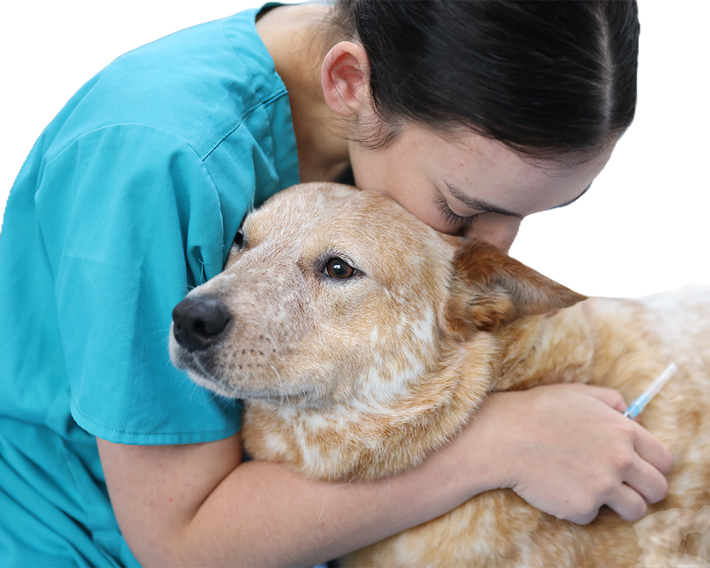 Veterinary team member gently comforting a red heeler during a procedure.