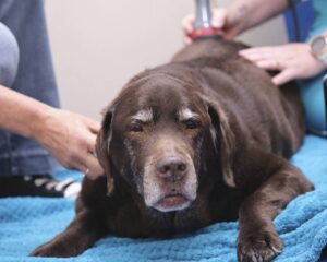 Brown Labrador dog getting treatment.