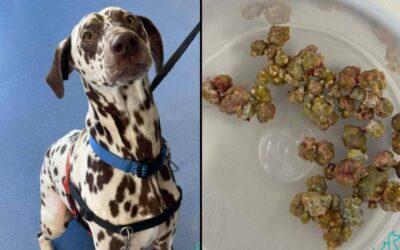 Milo’s Story: Emergency Treatment for Urinary Obstruction