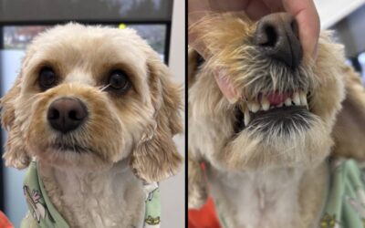 Ollie’s Story: Treating an Oral Tumour with Specialist Surgery