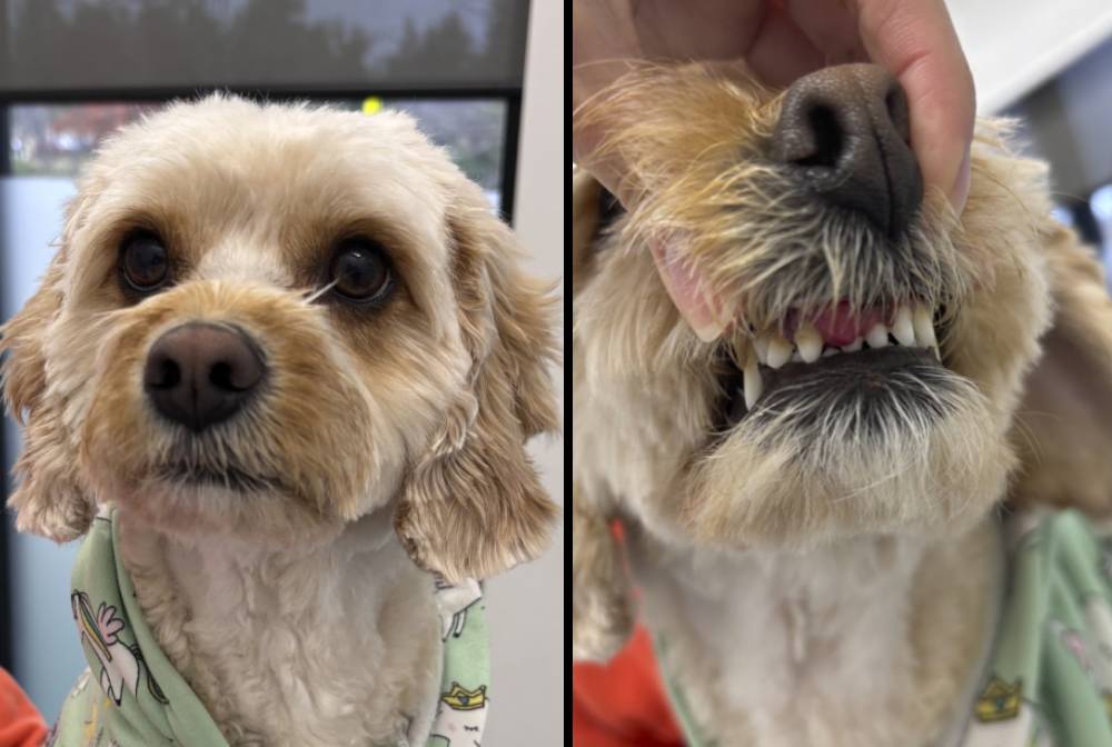 Dog face, healthy teeth revealed.