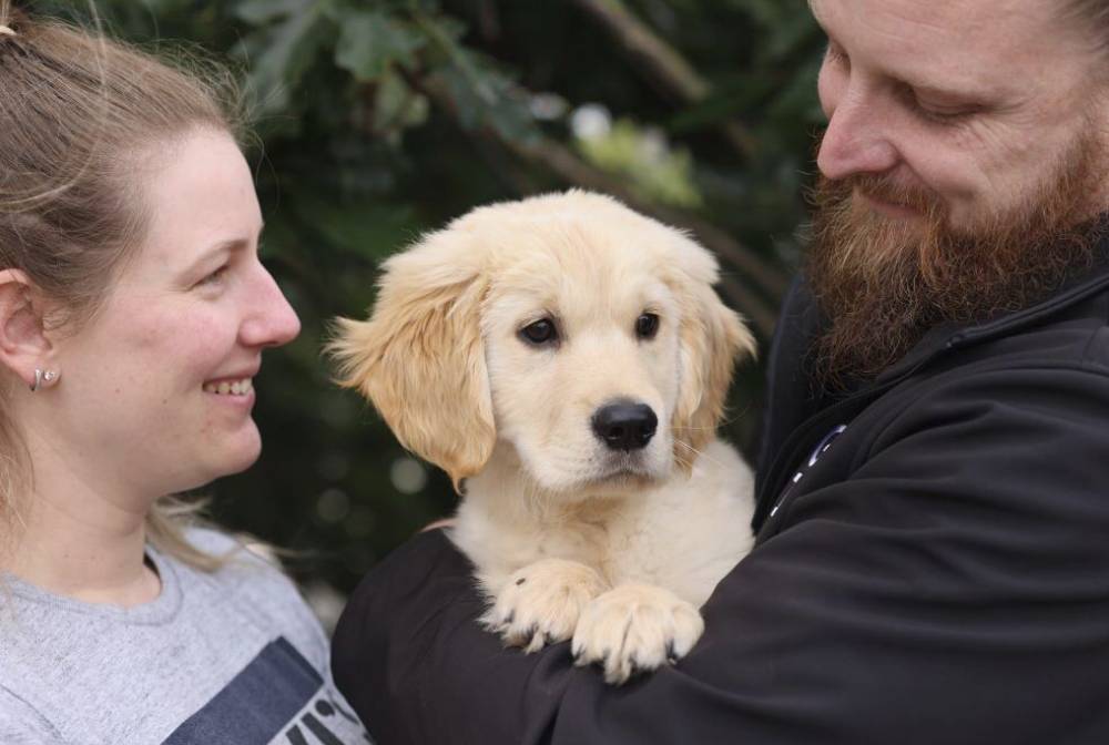 Golden Retriever puppy held by people.