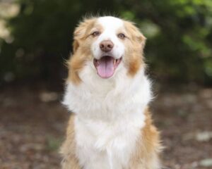 happy brown and white dog outdoors
