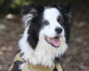 Happy black and white Border Collie.