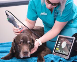 Kristy and Toby during a laser therapy procedure