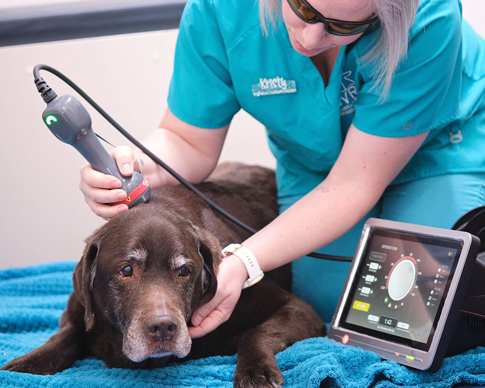 Kristy and Toby during a laser therapy procedure