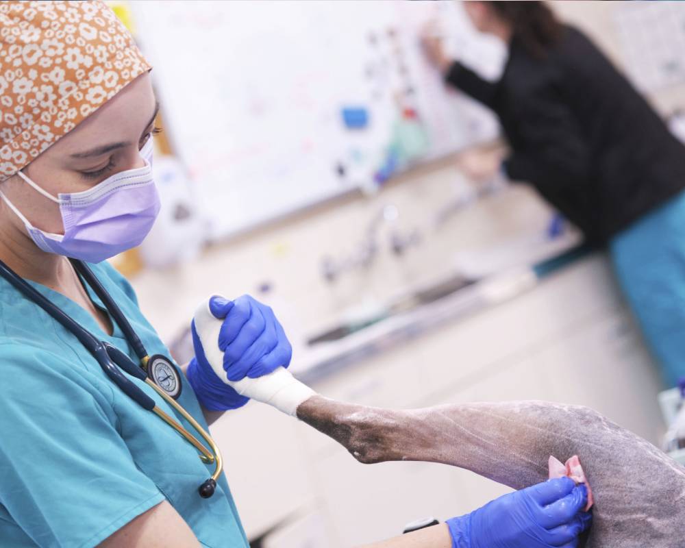 Vet bandaging animal leg.