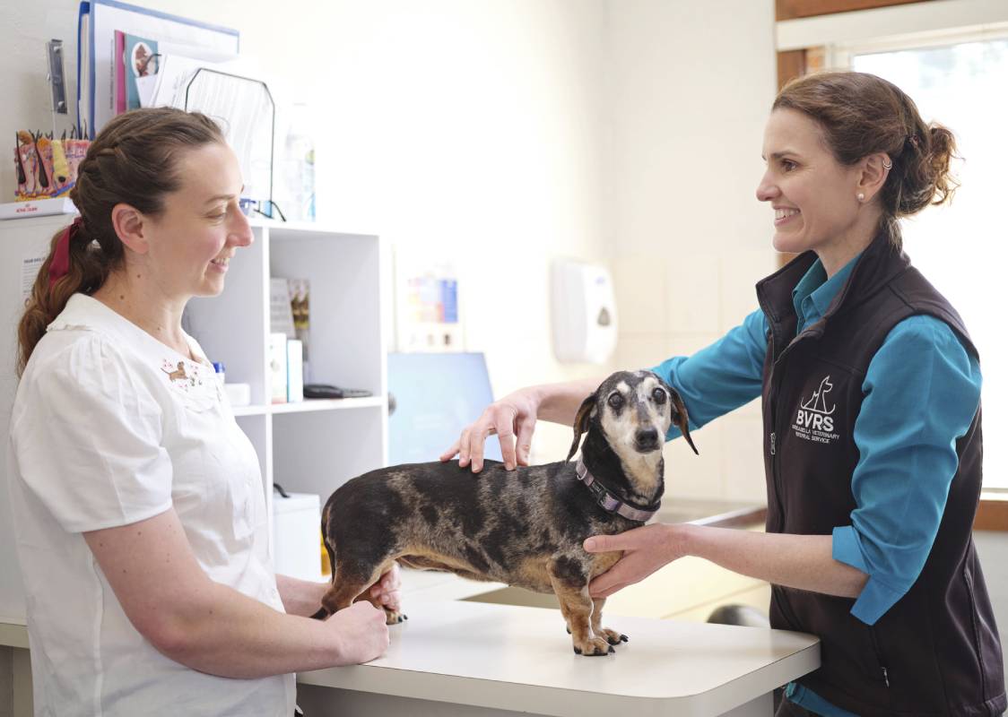 Vets examining dachshund dog.