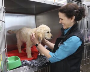 Woman smiling at golden retriever puppy.