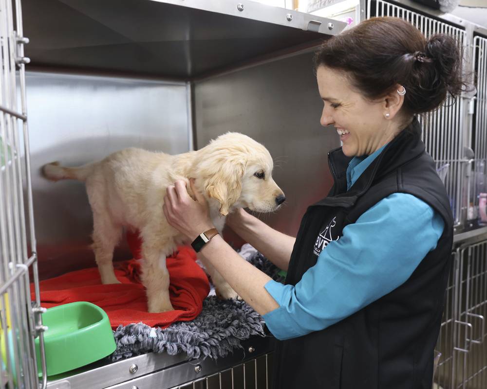 Woman smiling at golden retriever puppy.