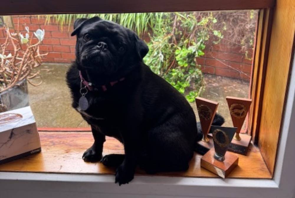 black pug dog sitting at window