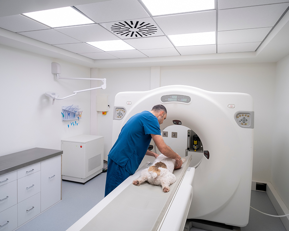 vet helping dog with a CT imaging