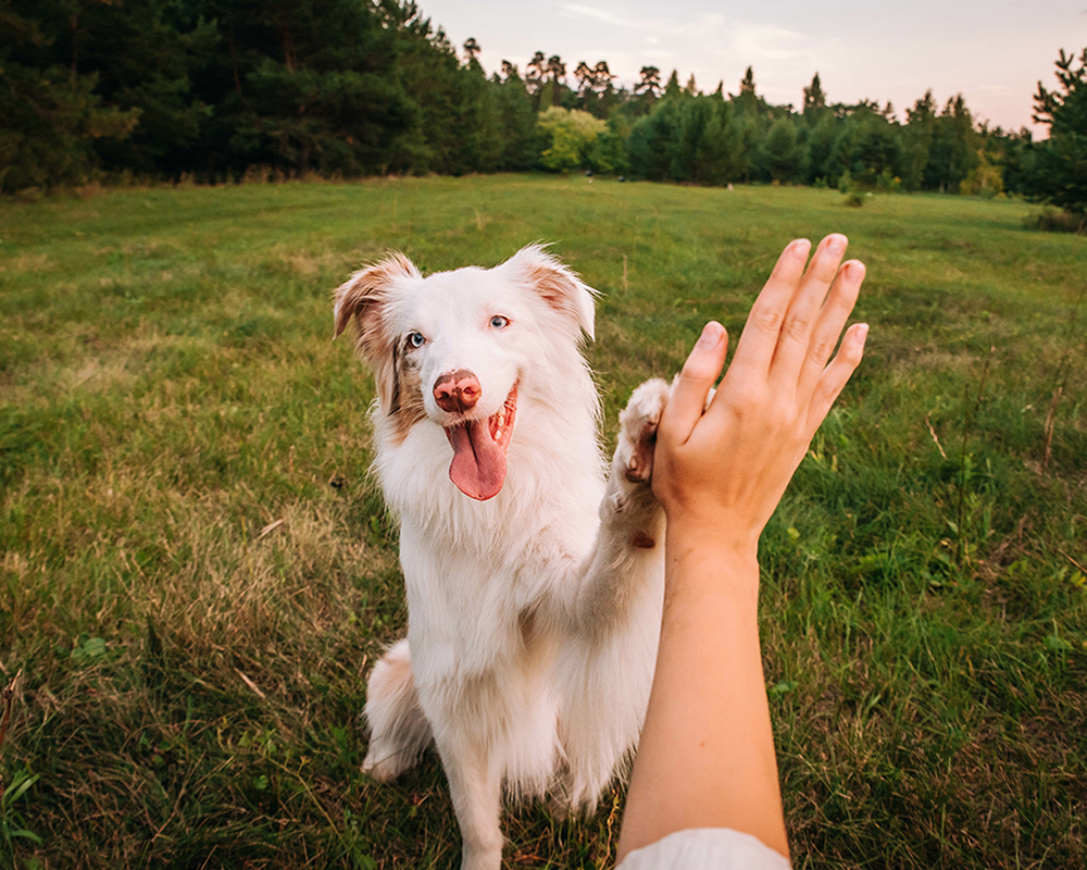 Fluffy dog giving a high five to a person's hand in a grassy field