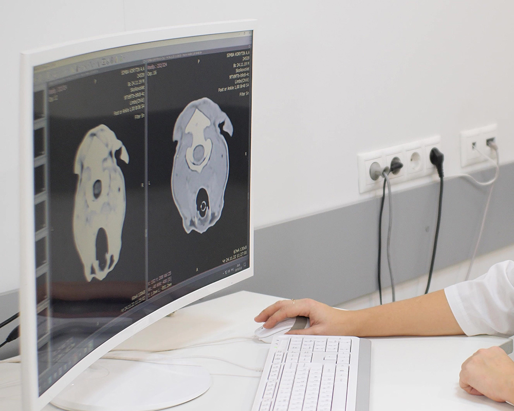 vet reviewing dog lymph node MRI