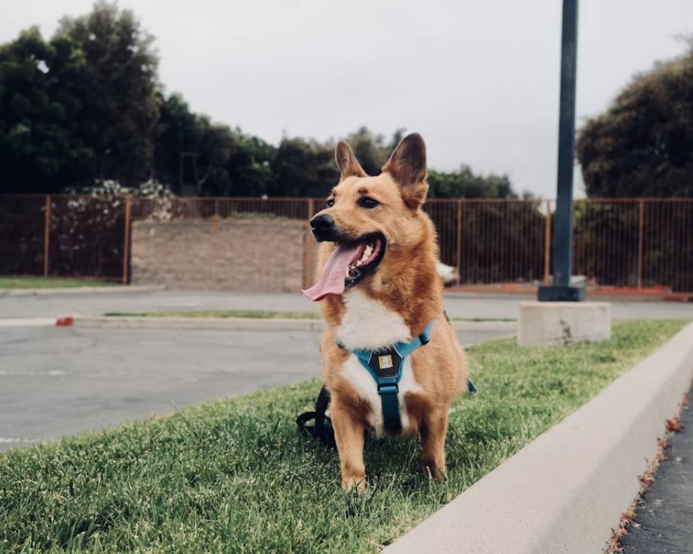 happy dog standing outside