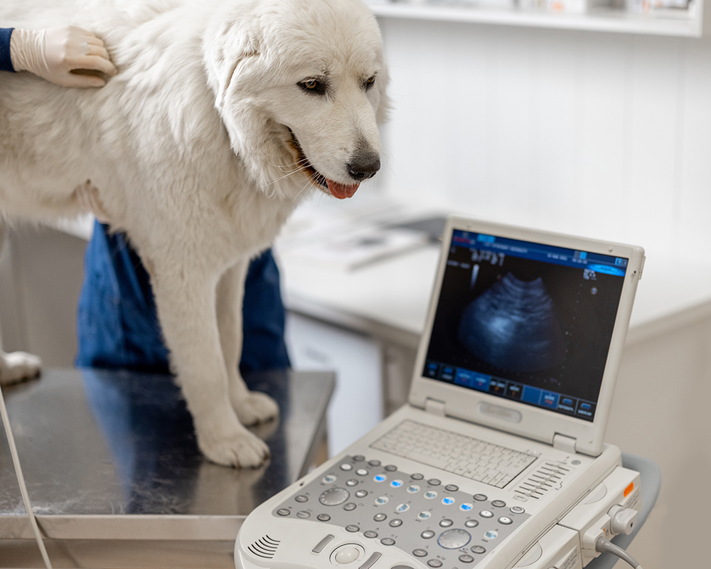 large white dog receiving an ultrasound