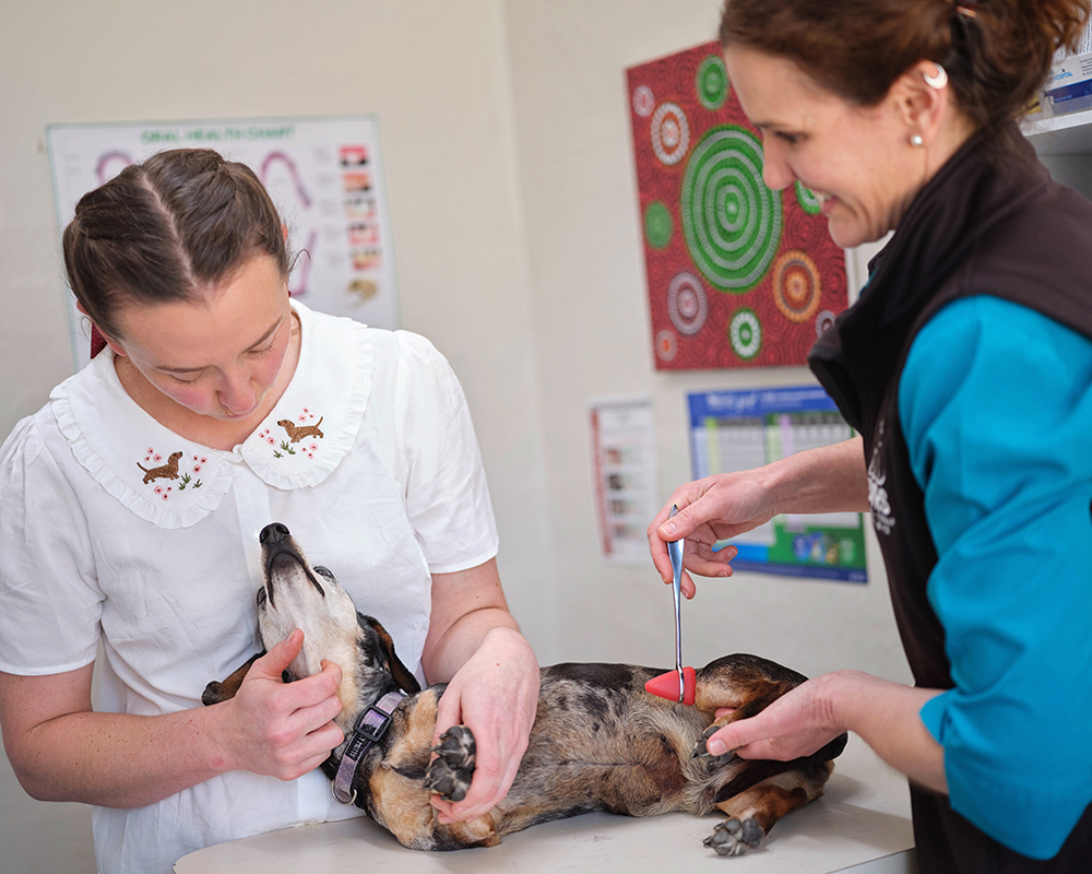 Veterinarian performing a neurological reflex exam on a dachshund during a consultation