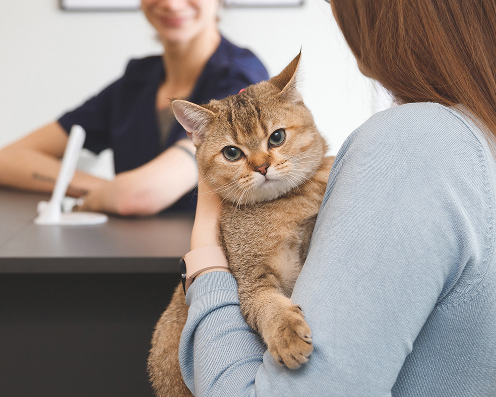 woman holding cat at veterinary office reception desk