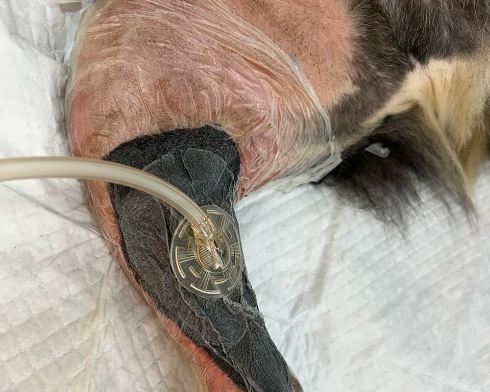 Close-up of a wound VAC dressing and tubing used for negative pressure wound management on a veterinary patient