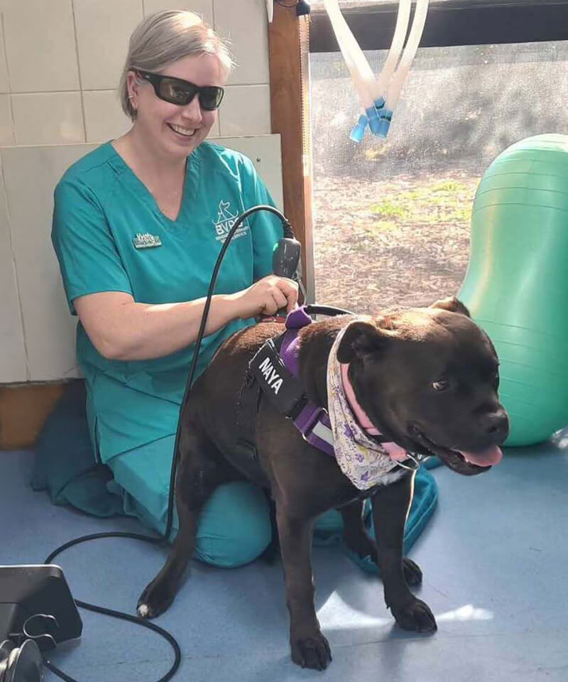 Veterinarian providing rehabilitation therapy for a black dog