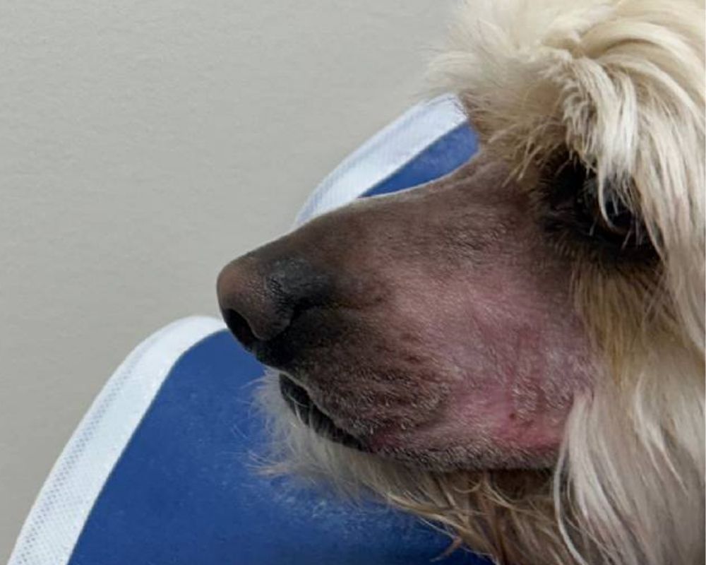 dog wearing recovery collar after surgery