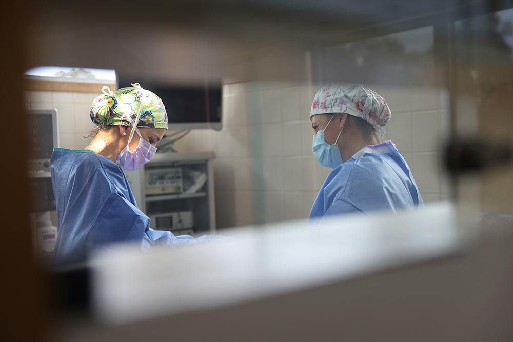Two veterinary surgeons performing a laparoscopic procedure in an operating room