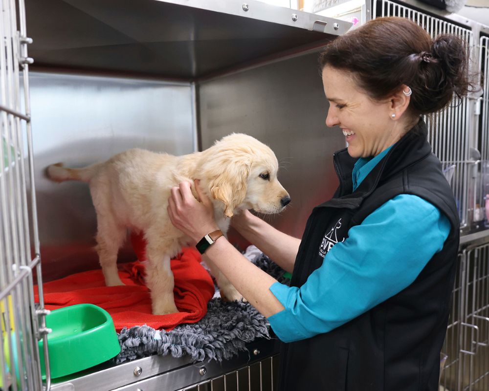 Medical staff petting golden retriever puppy in kennel